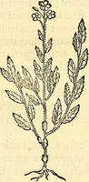 Picture 131 of 491 from Historia naturalis Brasiliae : auspicio et beneficio illustriss. I. Mauriti Com. Nassau illius provinciae et maris summi praefecti adornata : in qua non tantum plantae et animalia, sed et indigenarum morbi, ingenia et mores describuntur et iconibus supra quingentas illustrantur (1648), leaf 170