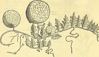 Picture 132 of 491 from Historia naturalis Brasiliae : auspicio et beneficio illustriss. I. Mauriti Com. Nassau illius provinciae et maris summi praefecti adornata : in qua non tantum plantae et animalia, sed et indigenarum morbi, ingenia et mores describuntur et iconibus supra quingentas illustrantur (1648), leaf 171