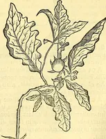 Picture 134 of 491 from Historia naturalis Brasiliae : auspicio et beneficio illustriss. I. Mauriti Com. Nassau illius provinciae et maris summi praefecti adornata : in qua non tantum plantae et animalia, sed et indigenarum morbi, ingenia et mores describuntur et iconibus supra quingentas illustrantur (1648), leaf 173