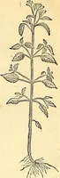 Picture 136 of 491 from Historia naturalis Brasiliae : auspicio et beneficio illustriss. I. Mauriti Com. Nassau illius provinciae et maris summi praefecti adornata : in qua non tantum plantae et animalia, sed et indigenarum morbi, ingenia et mores describuntur et iconibus supra quingentas illustrantur (1648), leaf 174