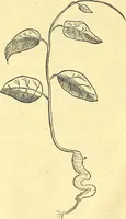 Picture 137 of 491 from Historia naturalis Brasiliae : auspicio et beneficio illustriss. I. Mauriti Com. Nassau illius provinciae et maris summi praefecti adornata : in qua non tantum plantae et animalia, sed et indigenarum morbi, ingenia et mores describuntur et iconibus supra quingentas illustrantur (1648), leaf 175