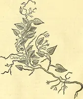 Picture 140 of 491 from Historia naturalis Brasiliae : auspicio et beneficio illustriss. I. Mauriti Com. Nassau illius provinciae et maris summi praefecti adornata : in qua non tantum plantae et animalia, sed et indigenarum morbi, ingenia et mores describuntur et iconibus supra quingentas illustrantur (1648), leaf 179