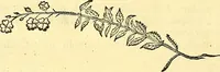 Picture 144 of 491 from Historia naturalis Brasiliae : auspicio et beneficio illustriss. I. Mauriti Com. Nassau illius provinciae et maris summi praefecti adornata : in qua non tantum plantae et animalia, sed et indigenarum morbi, ingenia et mores describuntur et iconibus supra quingentas illustrantur (1648), leaf 181