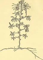 Picture 145 of 491 from Historia naturalis Brasiliae : auspicio et beneficio illustriss. I. Mauriti Com. Nassau illius provinciae et maris summi praefecti adornata : in qua non tantum plantae et animalia, sed et indigenarum morbi, ingenia et mores describuntur et iconibus supra quingentas illustrantur (1648), leaf 183
