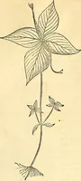 Picture 146 of 491 from Historia naturalis Brasiliae : auspicio et beneficio illustriss. I. Mauriti Com. Nassau illius provinciae et maris summi praefecti adornata : in qua non tantum plantae et animalia, sed et indigenarum morbi, ingenia et mores describuntur et iconibus supra quingentas illustrantur (1648), leaf 184