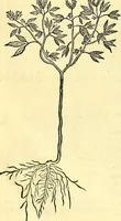 Picture 150 of 491 from Historia naturalis Brasiliae : auspicio et beneficio illustriss. I. Mauriti Com. Nassau illius provinciae et maris summi praefecti adornata : in qua non tantum plantae et animalia, sed et indigenarum morbi, ingenia et mores describuntur et iconibus supra quingentas illustrantur (1648), leaf 185