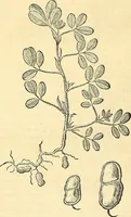 Picture 151 of 491 from Historia naturalis Brasiliae : auspicio et beneficio illustriss. I. Mauriti Com. Nassau illius provinciae et maris summi praefecti adornata : in qua non tantum plantae et animalia, sed et indigenarum morbi, ingenia et mores describuntur et iconibus supra quingentas illustrantur (1648), leaf 186