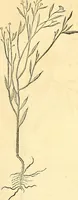 Picture 154 of 491 from Historia naturalis Brasiliae : auspicio et beneficio illustriss. I. Mauriti Com. Nassau illius provinciae et maris summi praefecti adornata : in qua non tantum plantae et animalia, sed et indigenarum morbi, ingenia et mores describuntur et iconibus supra quingentas illustrantur (1648), leaf 192