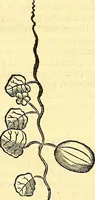 Picture 155 of 491 from Historia naturalis Brasiliae : auspicio et beneficio illustriss. I. Mauriti Com. Nassau illius provinciae et maris summi praefecti adornata : in qua non tantum plantae et animalia, sed et indigenarum morbi, ingenia et mores describuntur et iconibus supra quingentas illustrantur (1648), leaf 193