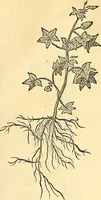 Picture 157 of 491 from Historia naturalis Brasiliae : auspicio et beneficio illustriss. I. Mauriti Com. Nassau illius provinciae et maris summi praefecti adornata : in qua non tantum plantae et animalia, sed et indigenarum morbi, ingenia et mores describuntur et iconibus supra quingentas illustrantur (1648), leaf 194