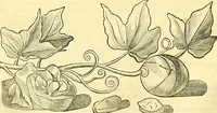 Picture 159 of 491 from Historia naturalis Brasiliae : auspicio et beneficio illustriss. I. Mauriti Com. Nassau illius provinciae et maris summi praefecti adornata : in qua non tantum plantae et animalia, sed et indigenarum morbi, ingenia et mores describuntur et iconibus supra quingentas illustrantur (1648), leaf 195