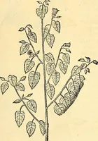 Picture 160 of 491 from Historia naturalis Brasiliae : auspicio et beneficio illustriss. I. Mauriti Com. Nassau illius provinciae et maris summi praefecti adornata : in qua non tantum plantae et animalia, sed et indigenarum morbi, ingenia et mores describuntur et iconibus supra quingentas illustrantur (1648), leaf 196