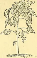Picture 161 of 491 from Historia naturalis Brasiliae : auspicio et beneficio illustriss. I. Mauriti Com. Nassau illius provinciae et maris summi praefecti adornata : in qua non tantum plantae et animalia, sed et indigenarum morbi, ingenia et mores describuntur et iconibus supra quingentas illustrantur (1648), leaf 197