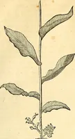 Picture 162 of 491 from Historia naturalis Brasiliae : auspicio et beneficio illustriss. I. Mauriti Com. Nassau illius provinciae et maris summi praefecti adornata : in qua non tantum plantae et animalia, sed et indigenarum morbi, ingenia et mores describuntur et iconibus supra quingentas illustrantur (1648), leaf 198