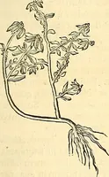 Picture 163 of 491 from Historia naturalis Brasiliae : auspicio et beneficio illustriss. I. Mauriti Com. Nassau illius provinciae et maris summi praefecti adornata : in qua non tantum plantae et animalia, sed et indigenarum morbi, ingenia et mores describuntur et iconibus supra quingentas illustrantur (1648), leaf 198