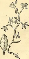 Picture 164 of 491 from Historia naturalis Brasiliae : auspicio et beneficio illustriss. I. Mauriti Com. Nassau illius provinciae et maris summi praefecti adornata : in qua non tantum plantae et animalia, sed et indigenarum morbi, ingenia et mores describuntur et iconibus supra quingentas illustrantur (1648), leaf 198