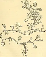 Picture 165 of 491 from Historia naturalis Brasiliae : auspicio et beneficio illustriss. I. Mauriti Com. Nassau illius provinciae et maris summi praefecti adornata : in qua non tantum plantae et animalia, sed et indigenarum morbi, ingenia et mores describuntur et iconibus supra quingentas illustrantur (1648), leaf 200