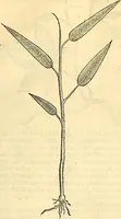 Picture 167 of 491 from Historia naturalis Brasiliae : auspicio et beneficio illustriss. I. Mauriti Com. Nassau illius provinciae et maris summi praefecti adornata : in qua non tantum plantae et animalia, sed et indigenarum morbi, ingenia et mores describuntur et iconibus supra quingentas illustrantur (1648), leaf 202