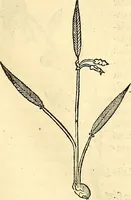 Picture 168 of 491 from Historia naturalis Brasiliae : auspicio et beneficio illustriss. I. Mauriti Com. Nassau illius provinciae et maris summi praefecti adornata : in qua non tantum plantae et animalia, sed et indigenarum morbi, ingenia et mores describuntur et iconibus supra quingentas illustrantur (1648), leaf 202