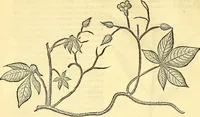 Picture 170 of 491 from Historia naturalis Brasiliae : auspicio et beneficio illustriss. I. Mauriti Com. Nassau illius provinciae et maris summi praefecti adornata : in qua non tantum plantae et animalia, sed et indigenarum morbi, ingenia et mores describuntur et iconibus supra quingentas illustrantur (1648), leaf 203