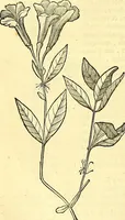 Picture 171 of 491 from Historia naturalis Brasiliae : auspicio et beneficio illustriss. I. Mauriti Com. Nassau illius provinciae et maris summi praefecti adornata : in qua non tantum plantae et animalia, sed et indigenarum morbi, ingenia et mores describuntur et iconibus supra quingentas illustrantur (1648), leaf 203