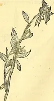Picture 172 of 491 from Historia naturalis Brasiliae : auspicio et beneficio illustriss. I. Mauriti Com. Nassau illius provinciae et maris summi praefecti adornata : in qua non tantum plantae et animalia, sed et indigenarum morbi, ingenia et mores describuntur et iconibus supra quingentas illustrantur (1648), leaf 203