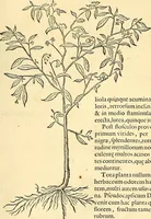 Picture 173 of 491 from Historia naturalis Brasiliae : auspicio et beneficio illustriss. I. Mauriti Com. Nassau illius provinciae et maris summi praefecti adornata : in qua non tantum plantae et animalia, sed et indigenarum morbi, ingenia et mores describuntur et iconibus supra quingentas illustrantur (1648), leaf 204