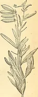 Picture 174 of 491 from Historia naturalis Brasiliae : auspicio et beneficio illustriss. I. Mauriti Com. Nassau illius provinciae et maris summi praefecti adornata : in qua non tantum plantae et animalia, sed et indigenarum morbi, ingenia et mores describuntur et iconibus supra quingentas illustrantur (1648), leaf 204