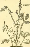 Picture 176 of 491 from Historia naturalis Brasiliae : auspicio et beneficio illustriss. I. Mauriti Com. Nassau illius provinciae et maris summi praefecti adornata : in qua non tantum plantae et animalia, sed et indigenarum morbi, ingenia et mores describuntur et iconibus supra quingentas illustrantur (1648), leaf 205