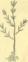 Picture 180 of 491 from Historia naturalis Brasiliae : auspicio et beneficio illustriss. I. Mauriti Com. Nassau illius provinciae et maris summi praefecti adornata : in qua non tantum plantae et animalia, sed et indigenarum morbi, ingenia et mores describuntur et iconibus supra quingentas illustrantur (1648), leaf 207