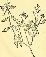 Picture 182 of 491 from Historia naturalis Brasiliae : auspicio et beneficio illustriss. I. Mauriti Com. Nassau illius provinciae et maris summi praefecti adornata : in qua non tantum plantae et animalia, sed et indigenarum morbi, ingenia et mores describuntur et iconibus supra quingentas illustrantur (1648), leaf 209