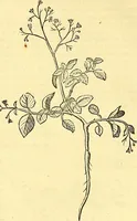 Picture 183 of 491 from Historia naturalis Brasiliae : auspicio et beneficio illustriss. I. Mauriti Com. Nassau illius provinciae et maris summi praefecti adornata : in qua non tantum plantae et animalia, sed et indigenarum morbi, ingenia et mores describuntur et iconibus supra quingentas illustrantur (1648), leaf 209