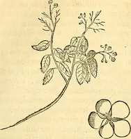 Picture 184 of 491 from Historia naturalis Brasiliae : auspicio et beneficio illustriss. I. Mauriti Com. Nassau illius provinciae et maris summi praefecti adornata : in qua non tantum plantae et animalia, sed et indigenarum morbi, ingenia et mores describuntur et iconibus supra quingentas illustrantur (1648), leaf 210