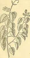 Picture 185 of 491 from Historia naturalis Brasiliae : auspicio et beneficio illustriss. I. Mauriti Com. Nassau illius provinciae et maris summi praefecti adornata : in qua non tantum plantae et animalia, sed et indigenarum morbi, ingenia et mores describuntur et iconibus supra quingentas illustrantur (1648), leaf 210