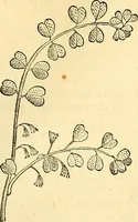 Picture 186 of 491 from Historia naturalis Brasiliae : auspicio et beneficio illustriss. I. Mauriti Com. Nassau illius provinciae et maris summi praefecti adornata : in qua non tantum plantae et animalia, sed et indigenarum morbi, ingenia et mores describuntur et iconibus supra quingentas illustrantur (1648), leaf 212