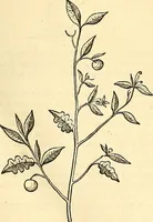 Picture 188 of 491 from Historia naturalis Brasiliae : auspicio et beneficio illustriss. I. Mauriti Com. Nassau illius provinciae et maris summi praefecti adornata : in qua non tantum plantae et animalia, sed et indigenarum morbi, ingenia et mores describuntur et iconibus supra quingentas illustrantur (1648), leaf 212