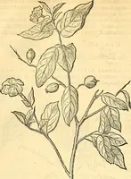 Picture 190 of 491 from Historia naturalis Brasiliae : auspicio et beneficio illustriss. I. Mauriti Com. Nassau illius provinciae et maris summi praefecti adornata : in qua non tantum plantae et animalia, sed et indigenarum morbi, ingenia et mores describuntur et iconibus supra quingentas illustrantur (1648), leaf 218