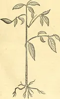 Picture 191 of 491 from Historia naturalis Brasiliae : auspicio et beneficio illustriss. I. Mauriti Com. Nassau illius provinciae et maris summi praefecti adornata : in qua non tantum plantae et animalia, sed et indigenarum morbi, ingenia et mores describuntur et iconibus supra quingentas illustrantur (1648), leaf 218