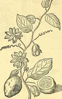Picture 192 of 491 from Historia naturalis Brasiliae : auspicio et beneficio illustriss. I. Mauriti Com. Nassau illius provinciae et maris summi praefecti adornata : in qua non tantum plantae et animalia, sed et indigenarum morbi, ingenia et mores describuntur et iconibus supra quingentas illustrantur (1648), leaf 219