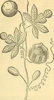 Picture 193 of 491 from Historia naturalis Brasiliae : auspicio et beneficio illustriss. I. Mauriti Com. Nassau illius provinciae et maris summi praefecti adornata : in qua non tantum plantae et animalia, sed et indigenarum morbi, ingenia et mores describuntur et iconibus supra quingentas illustrantur (1648), leaf 220