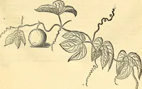 Picture 194 of 491 from Historia naturalis Brasiliae : auspicio et beneficio illustriss. I. Mauriti Com. Nassau illius provinciae et maris summi praefecti adornata : in qua non tantum plantae et animalia, sed et indigenarum morbi, ingenia et mores describuntur et iconibus supra quingentas illustrantur (1648), leaf 220
