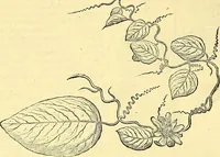 Picture 195 of 491 from Historia naturalis Brasiliae : auspicio et beneficio illustriss. I. Mauriti Com. Nassau illius provinciae et maris summi praefecti adornata : in qua non tantum plantae et animalia, sed et indigenarum morbi, ingenia et mores describuntur et iconibus supra quingentas illustrantur (1648), leaf 221