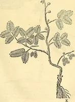 Picture 196 of 491 from Historia naturalis Brasiliae : auspicio et beneficio illustriss. I. Mauriti Com. Nassau illius provinciae et maris summi praefecti adornata : in qua non tantum plantae et animalia, sed et indigenarum morbi, ingenia et mores describuntur et iconibus supra quingentas illustrantur (1648), leaf 222