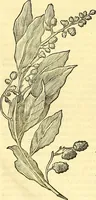 Picture 198 of 491 from Historia naturalis Brasiliae : auspicio et beneficio illustriss. I. Mauriti Com. Nassau illius provinciae et maris summi praefecti adornata : in qua non tantum plantae et animalia, sed et indigenarum morbi, ingenia et mores describuntur et iconibus supra quingentas illustrantur (1648), leaf 225