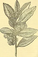 Picture 199 of 491 from Historia naturalis Brasiliae : auspicio et beneficio illustriss. I. Mauriti Com. Nassau illius provinciae et maris summi praefecti adornata : in qua non tantum plantae et animalia, sed et indigenarum morbi, ingenia et mores describuntur et iconibus supra quingentas illustrantur (1648), leaf 225