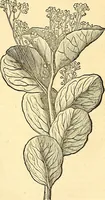 Picture 200 of 491 from Historia naturalis Brasiliae : auspicio et beneficio illustriss. I. Mauriti Com. Nassau illius provinciae et maris summi praefecti adornata : in qua non tantum plantae et animalia, sed et indigenarum morbi, ingenia et mores describuntur et iconibus supra quingentas illustrantur (1648), leaf 226