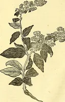 Picture 202 of 491 from Historia naturalis Brasiliae : auspicio et beneficio illustriss. I. Mauriti Com. Nassau illius provinciae et maris summi praefecti adornata : in qua non tantum plantae et animalia, sed et indigenarum morbi, ingenia et mores describuntur et iconibus supra quingentas illustrantur (1648), leaf 227