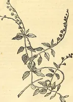 Picture 205 of 491 from Historia naturalis Brasiliae : auspicio et beneficio illustriss. I. Mauriti Com. Nassau illius provinciae et maris summi praefecti adornata : in qua non tantum plantae et animalia, sed et indigenarum morbi, ingenia et mores describuntur et iconibus supra quingentas illustrantur (1648), leaf 228