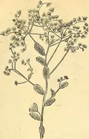 Picture 207 of 491 from Historia naturalis Brasiliae : auspicio et beneficio illustriss. I. Mauriti Com. Nassau illius provinciae et maris summi praefecti adornata : in qua non tantum plantae et animalia, sed et indigenarum morbi, ingenia et mores describuntur et iconibus supra quingentas illustrantur (1648), leaf 230