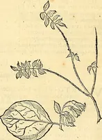 Picture 209 of 491 from Historia naturalis Brasiliae : auspicio et beneficio illustriss. I. Mauriti Com. Nassau illius provinciae et maris summi praefecti adornata : in qua non tantum plantae et animalia, sed et indigenarum morbi, ingenia et mores describuntur et iconibus supra quingentas illustrantur (1648), leaf 230